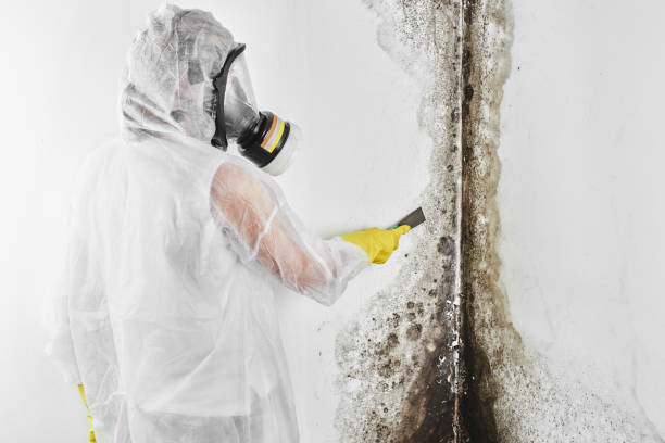 Best Industrial Mold Remediation in Merlin, OR