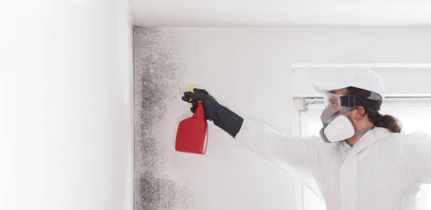 Best Localized Mold Remediation (e.g., coastal areas, humid climates) in Merlin, OR