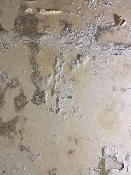 Best HVAC Mold Remediation in Merlin, OR