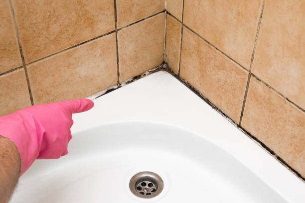 Best Mold Remediation for Specific Building Types in Merlin, OR